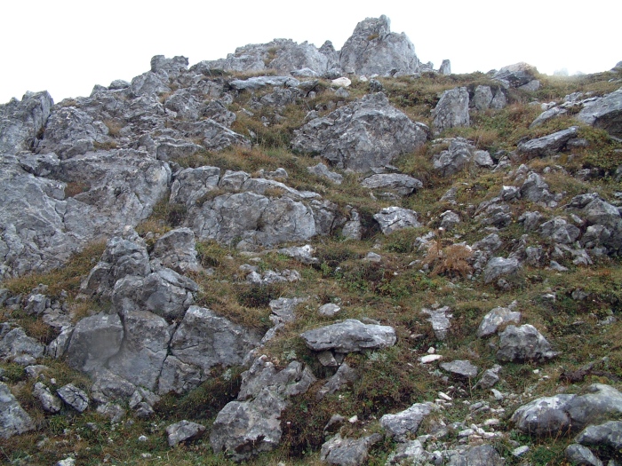 Un Limax sp.n. da Monti di Meta (FR) piacciono i cetrioli